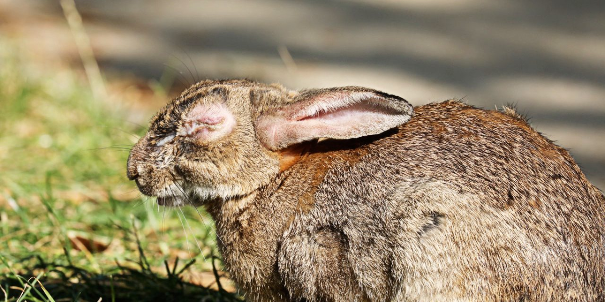 La myxomatose du lapin