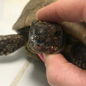 Les maladies respiratoires de la tortue de terre