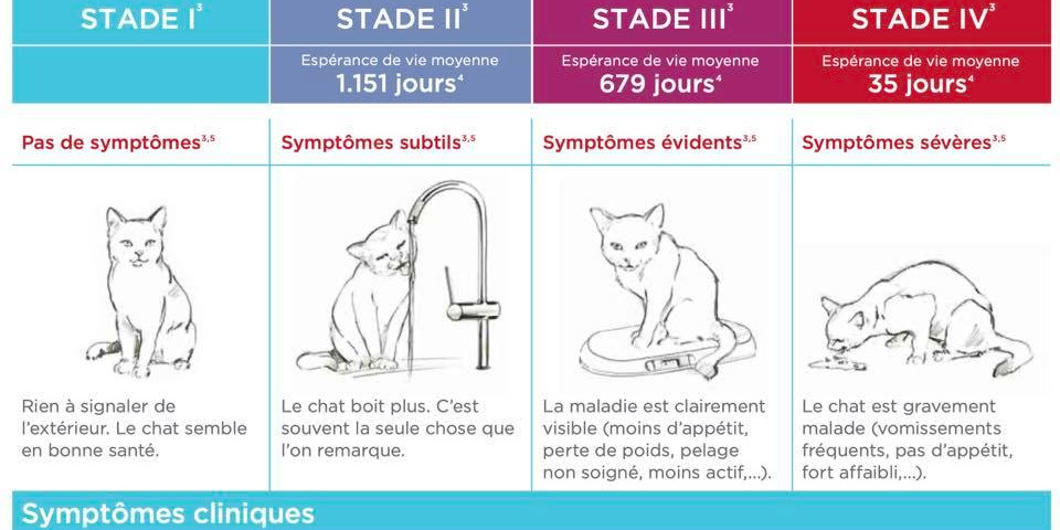 L'insuffisance rénale chez le chat