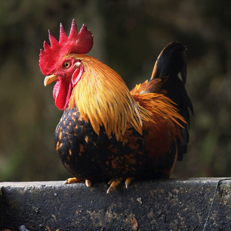 Comment prendre bien soin de votre poule.