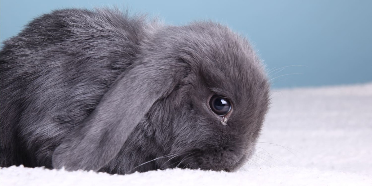 La phéromone apaisante du lapin