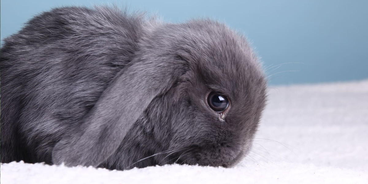 La maladie hemorragique du lapin
