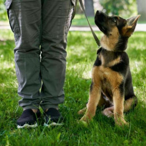 Checklist de la première année du chiot et du chaton
