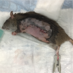 Les masses mammaires des rats