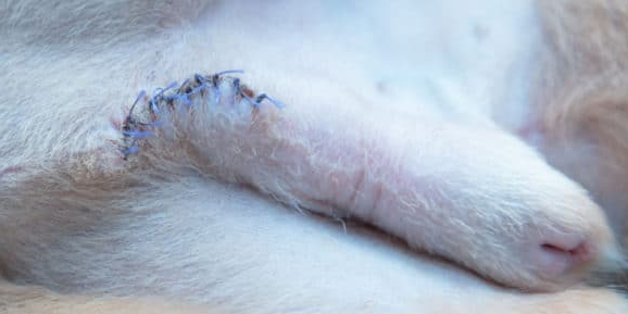 Castration du chien