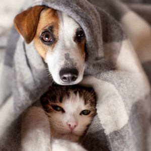 Le froid et vos animaux : le guide pour un hivers serein !
