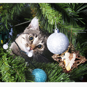 Bien vivre Noël avec son animal de compagnie.