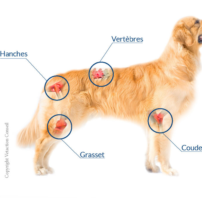 L'arthrose chez le chat et le chien