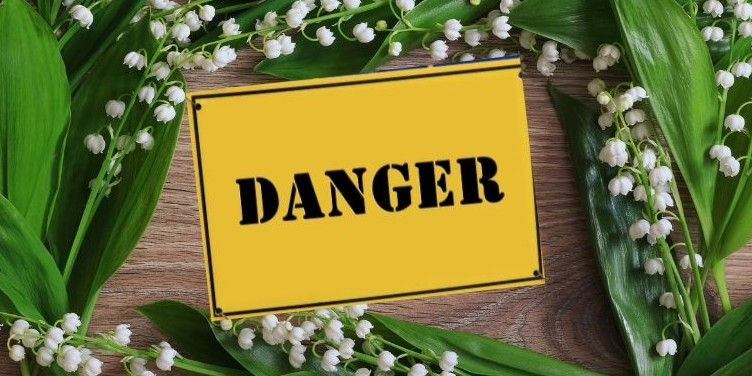 Le muguet, porte bonheur des humains, ennemi de nos animaux de compagnie