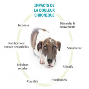 Mon animal souffre-t-il ?