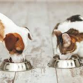 Idées reçues sur les céréales dans l'alimentation des chiens et des chats.