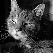 Hyperthyroïdie Féline