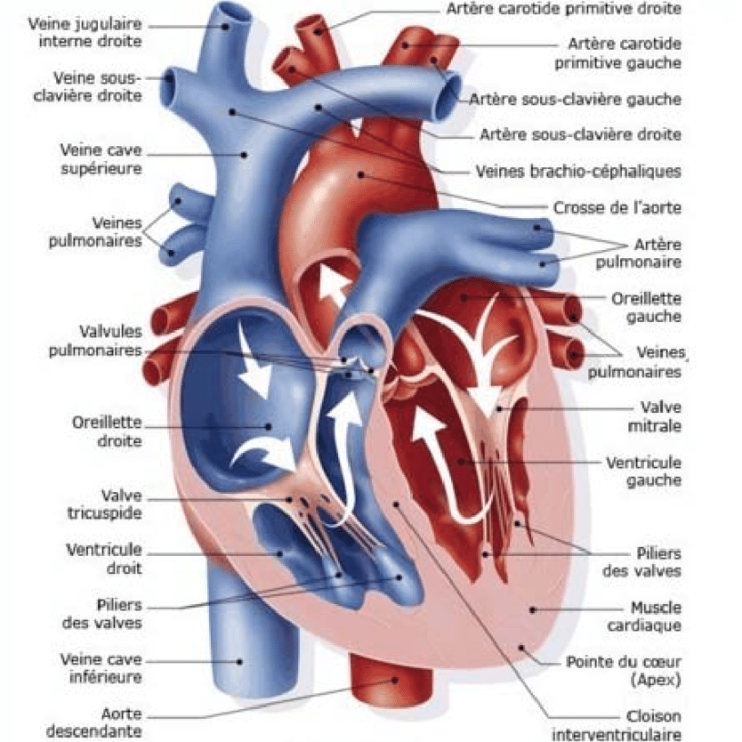 Surveiller son chien insuffisant cardiaque