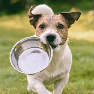 Alimentation du chien et du chat. Que choisir ?