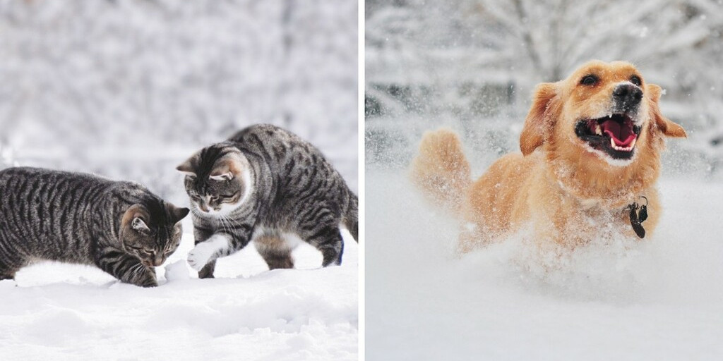 Le froid et vos animaux : le guide pour un hivers serein !