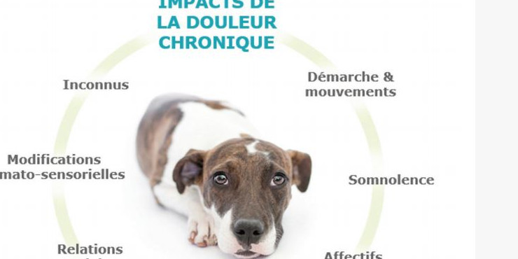 Mon animal souffre-t-il ?