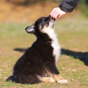 L'éducation du chiot