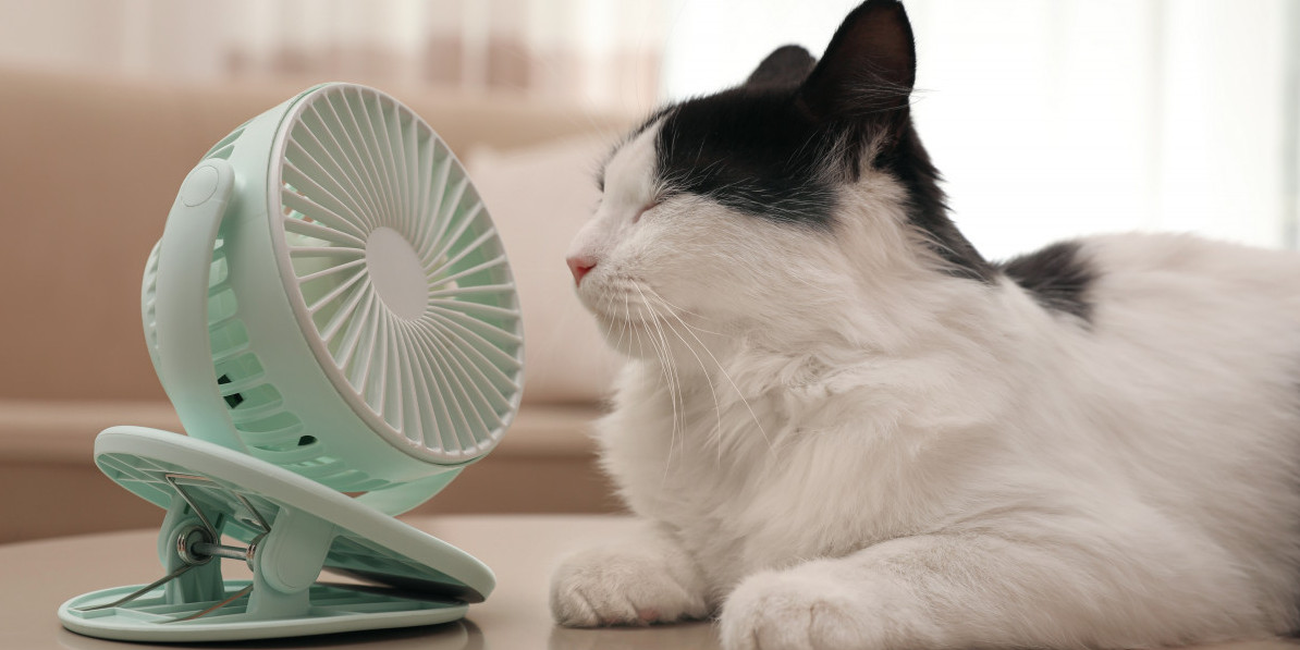 Les animaux de compagnie et la canicule