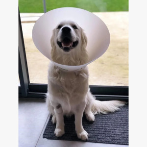 Castration du chien