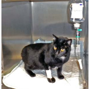 L'insuffisance rénale chez le chat