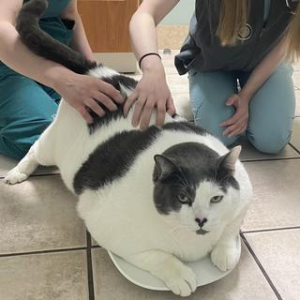 L'obésité chez le chat