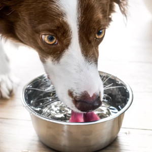 Les animaux de compagnie et la canicule