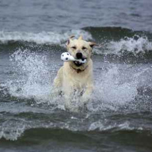 Amener son chien à la plage