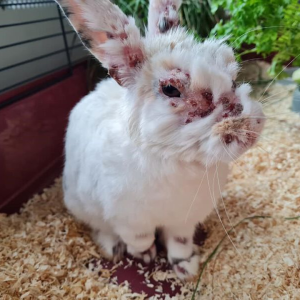 La myxomatose du lapin