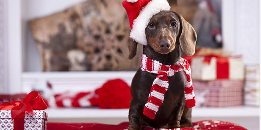 Bien vivre Noël avec son animal de compagnie.