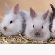 Les besoins du lapin domestique