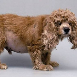 L'hypercorticisme chez le chien: quand les hormones s'emballent