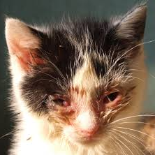 Le coryza du chat