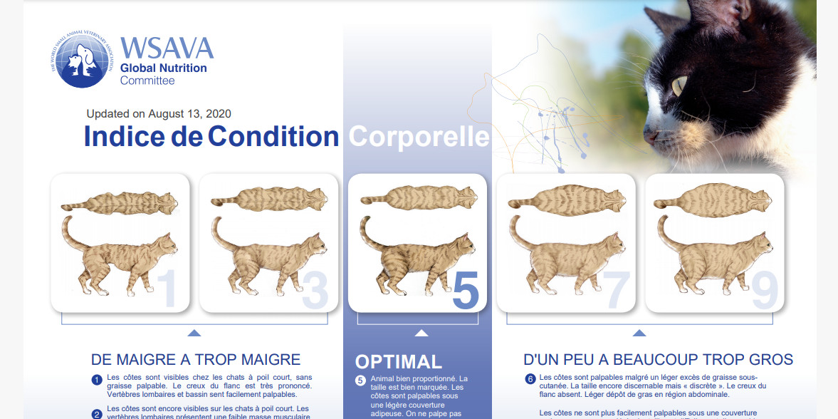 L'obésité chez le chat
