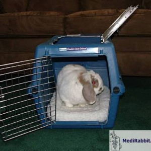 La phéromone apaisante du lapin
