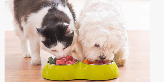 Alimentation du chien et du chat. Que choisir ?