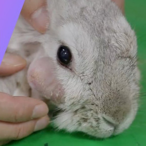 Les maladies dentaires du lapin