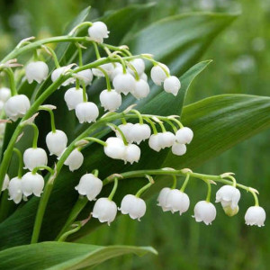 Le muguet, porte bonheur des humains, ennemi de nos animaux de compagnie