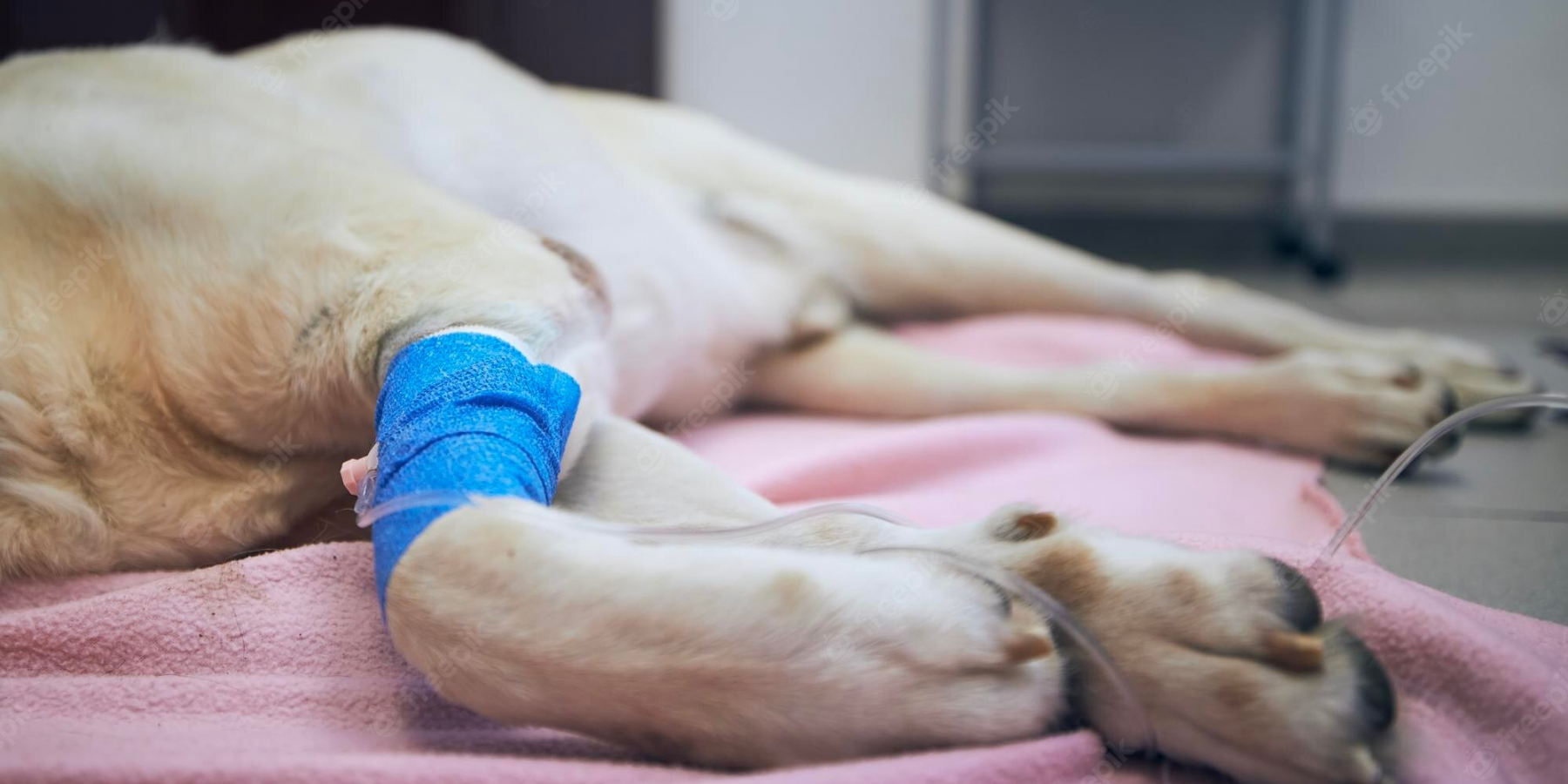 Le cancer chez l'animal
