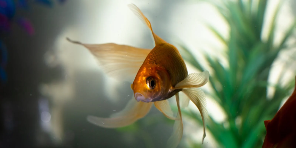 Comment prendre soin de votre poisson rouge