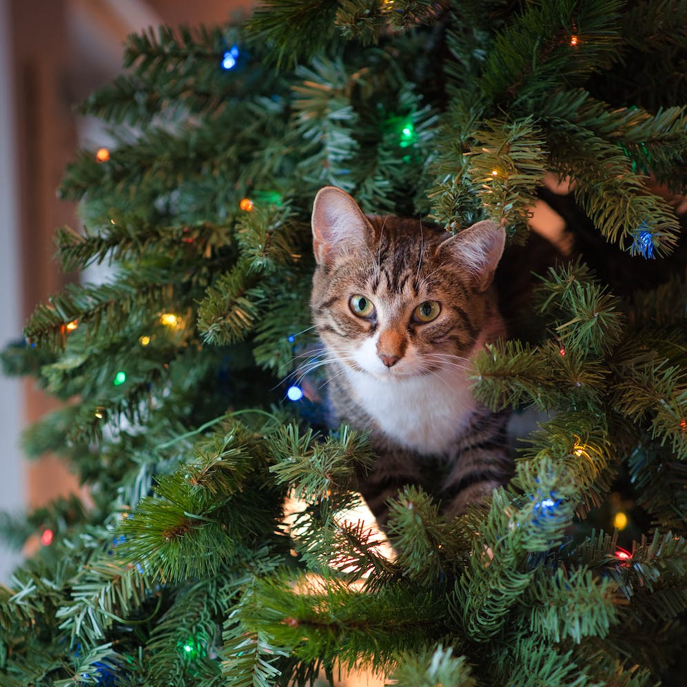Les dangers de Noël et conseils anti-stress.