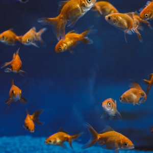 Comment prendre soin de votre poisson rouge
