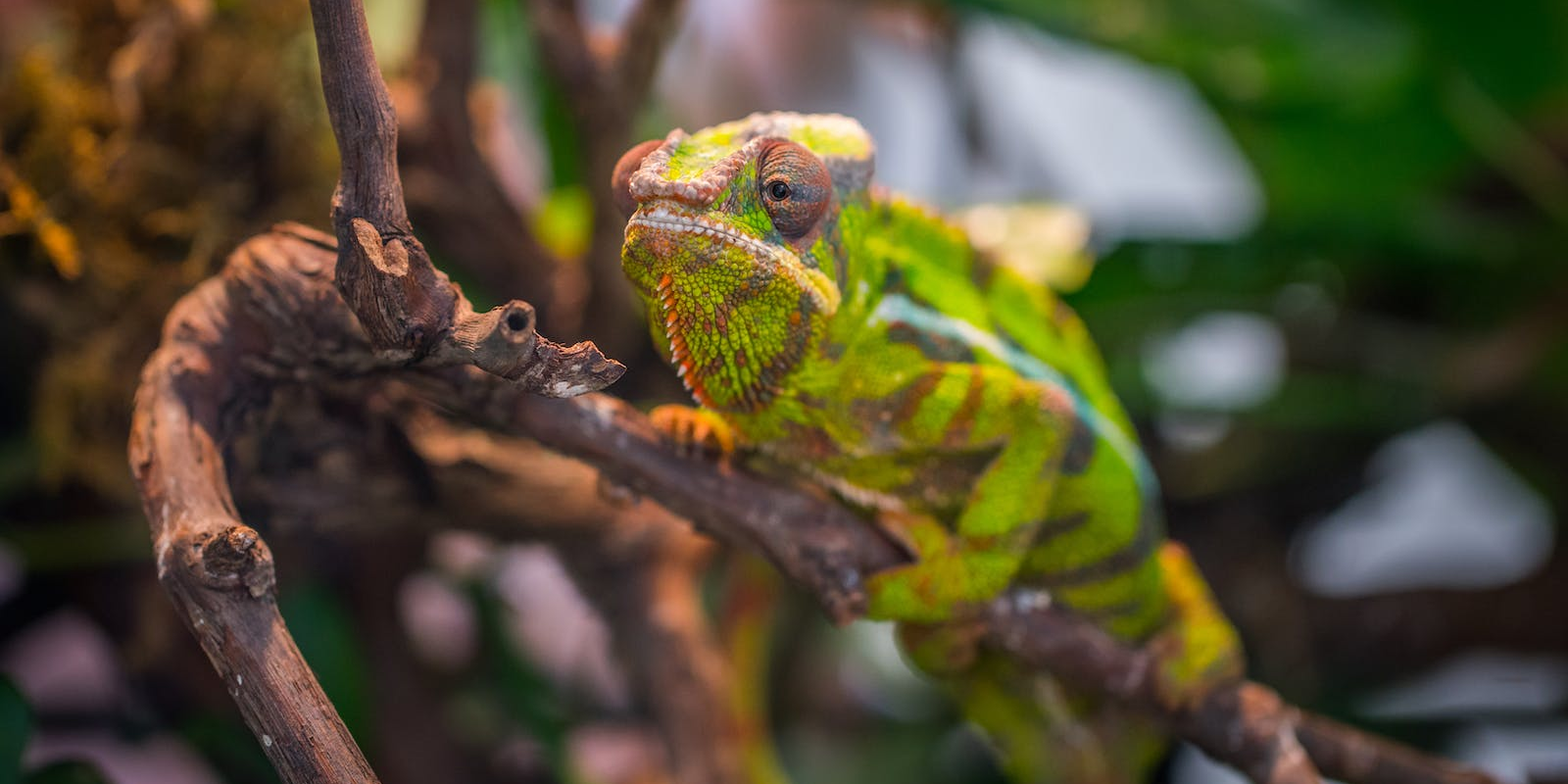 Comment prendre soin de son caméléon casqué.