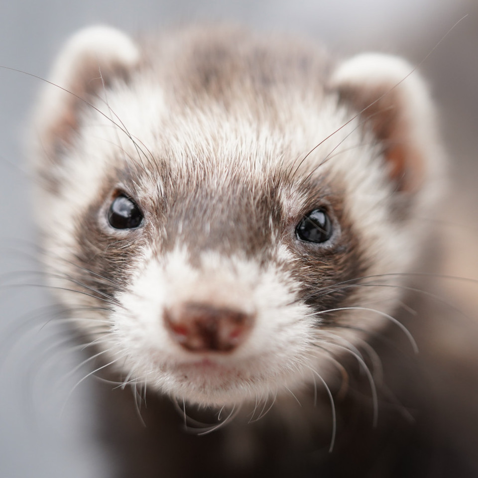 Comment prendre bien soin de votre furet