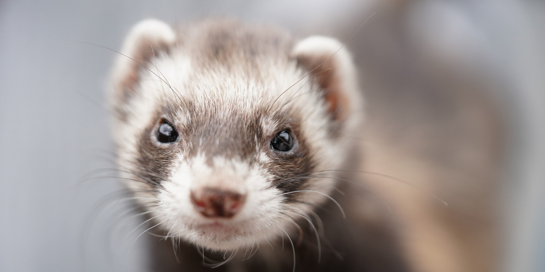 Comment prendre bien soin de votre furet