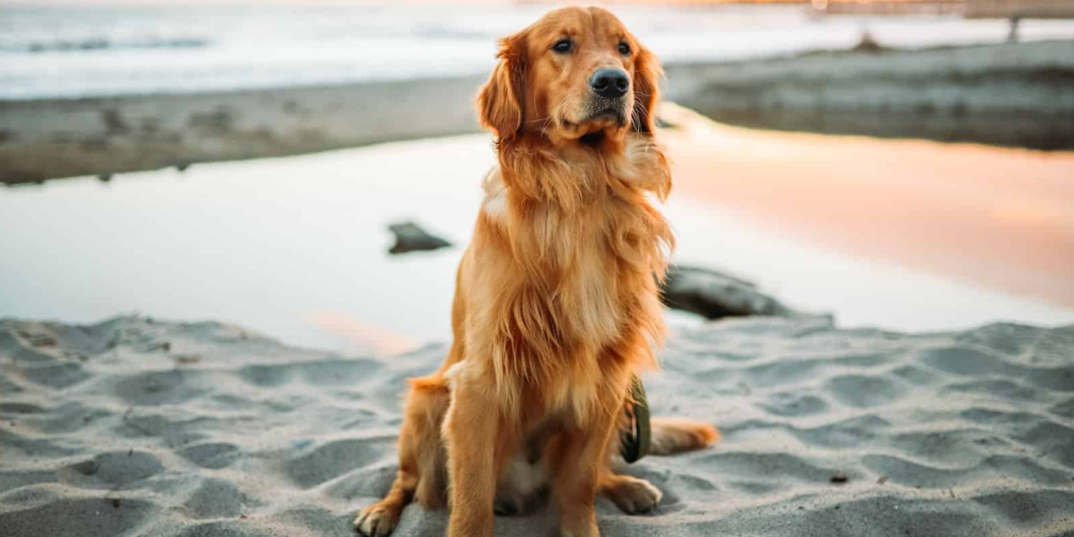 Amener son chien à la plage