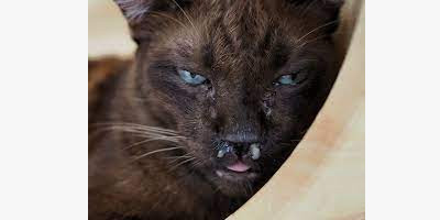 Le coryza du chat