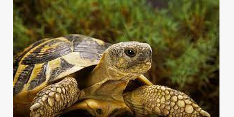 Les maladies respiratoires de la tortue de terre