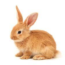La maladie hemorragique du lapin
