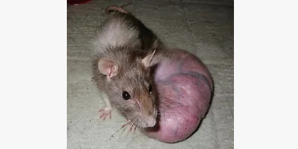 Les masses mammaires des rats