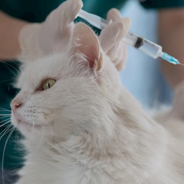Vaccination des chiens et chats